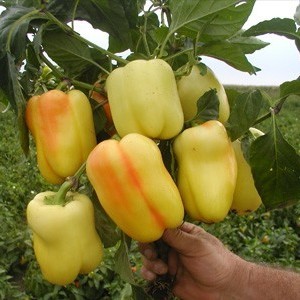 babura