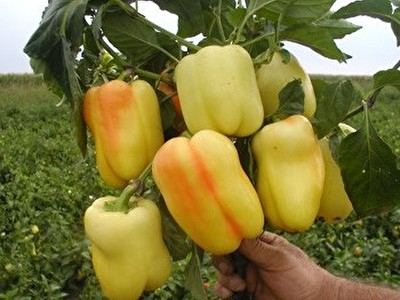 babura